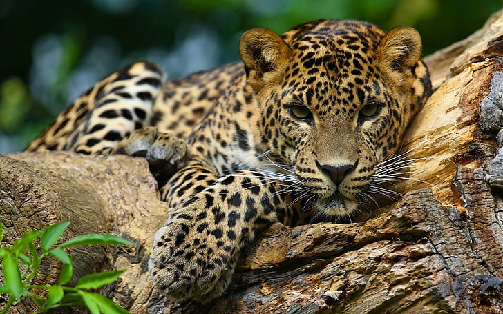 jaguars, animals, animal wildlife, animals in the wild, feline, HD wallpaper