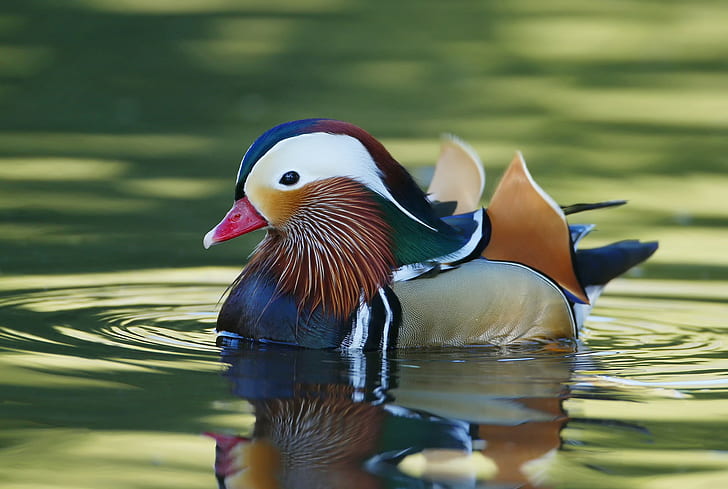 Mandarin Duck, white brown green and gray duck, water, paint