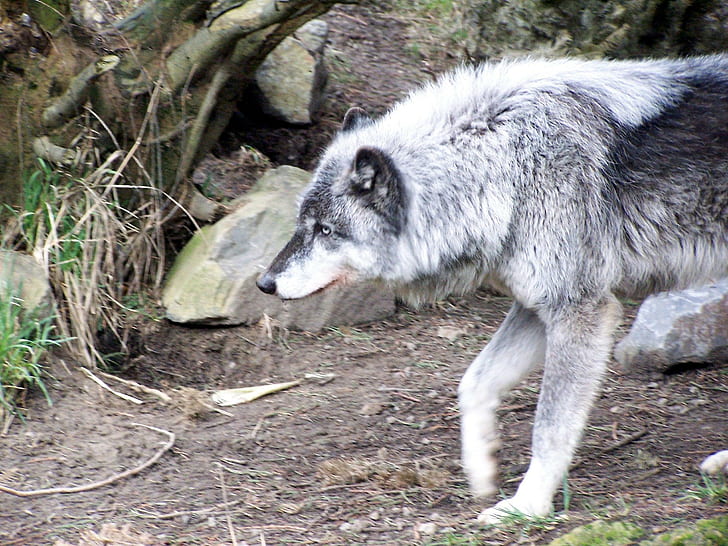 Nature Wolf, white and black wolf dog, mythical, spirit, insnow