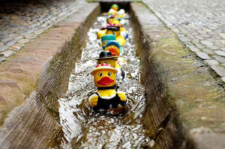 yellow duck toys, rubber ducks, water, plastic, outdoors, day, HD wallpaper
