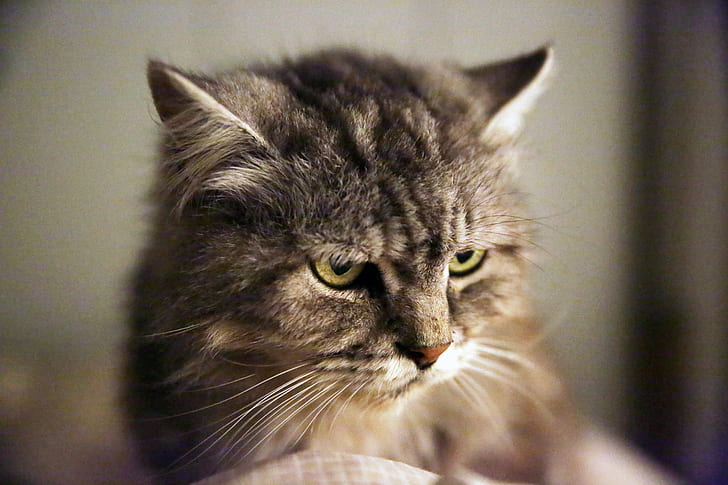 closeup photography of brown tabby cat, Europe, France, Montpellier