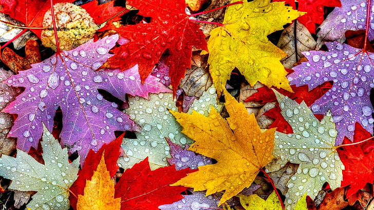 leaf, autumn, rain drops, water, water drops, autumn leaves, HD wallpaper