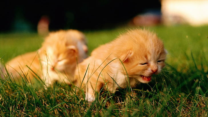 HD wallpaper: Kitties, cats, nature, grass, green, beautiful, cute, animals  | Wallpaper Flare