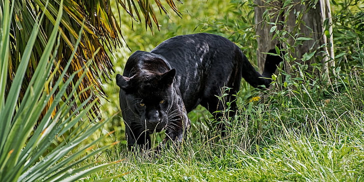 predator, Panther, wild cat, looks, black Jaguar, HD wallpaper