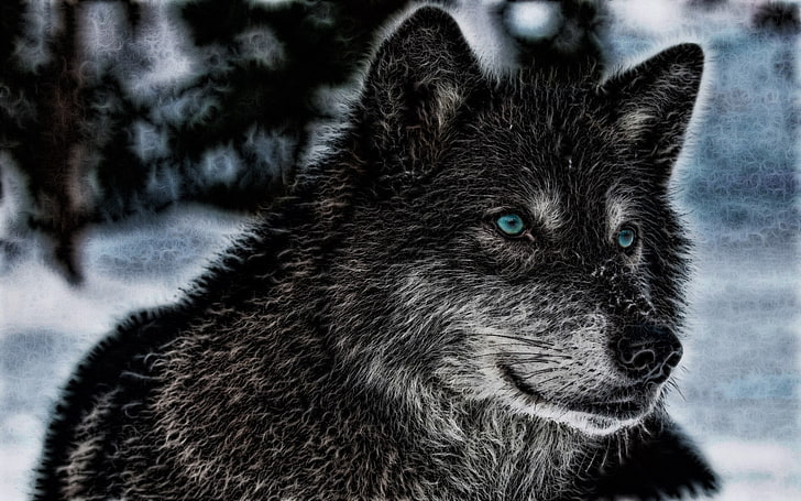 black and white wolf painting, animals, wildlife, one animal