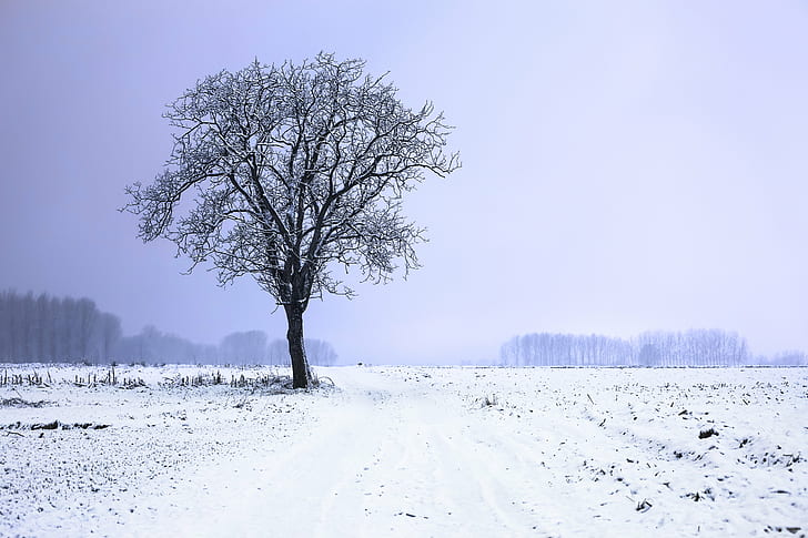 black tree covered with snow digital wallpaper, Solitary, land, HD wallpaper