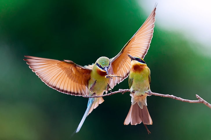 two green-and-brown birds, bee-eater, couple, branch, animal