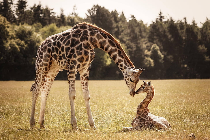 white-and-brown giraffe with kid, giraffes, cub, mom, animal