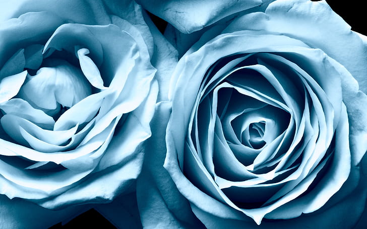 Blue Roses Widescreen, HD wallpaper