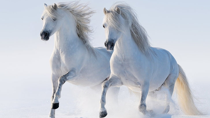 two white horses, animal, animal themes, mammal, group of animals