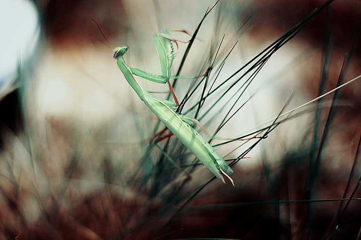 insect, animals, plants, macro, Praying Mantis, close-up, growth