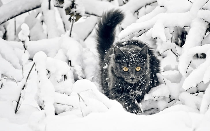 cat, snow, animals, yellow eyes, black cats, HD wallpaper