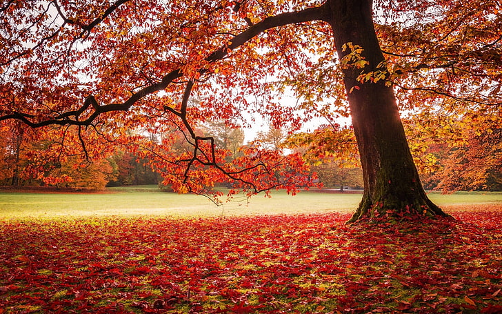 maple tree, nature, landscape, park, fall, leaves, lawns, trees, HD wallpaper