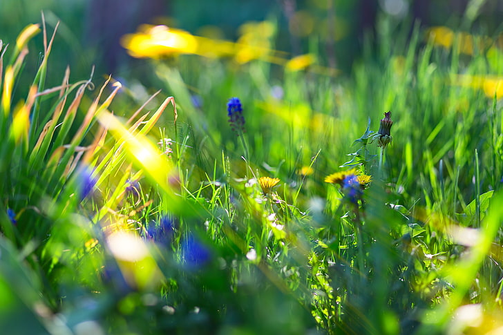 blue flower, depth of field, bokeh, macro, sunlight, nature, grass, HD wallpaper