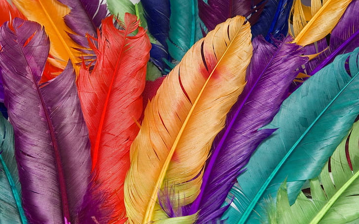 Multicolor Feathers, colored feather lot, abstract, orange, purple, HD wallpaper