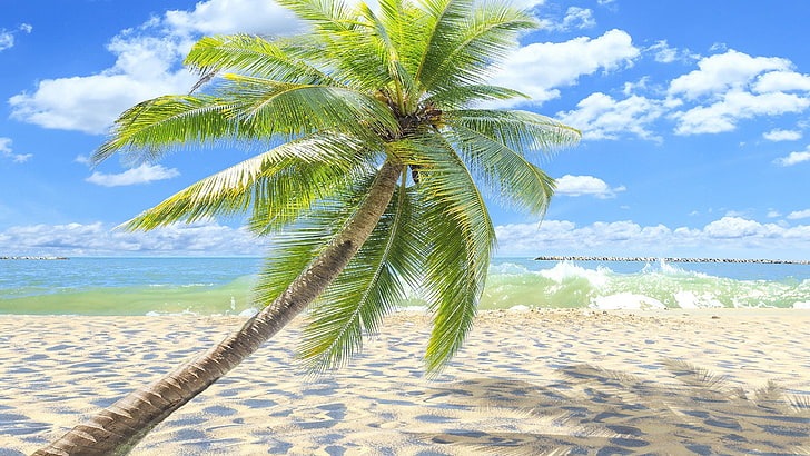 nature, coconut, palm, beach, island, tropical, sea, tree, ocean