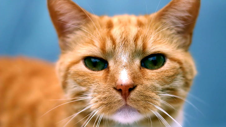 Ginger Cat, skyphoenixx1, picture, fantastic, nice, beautiful, HD wallpaper