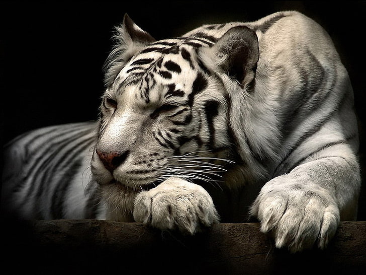 white tigers, animals, animal themes, one animal, big cat, mammal, HD wallpaper