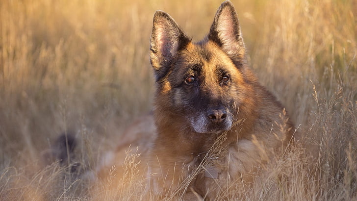 adult German shepherd, dog, animals, one animal, canine, mammal, HD wallpaper