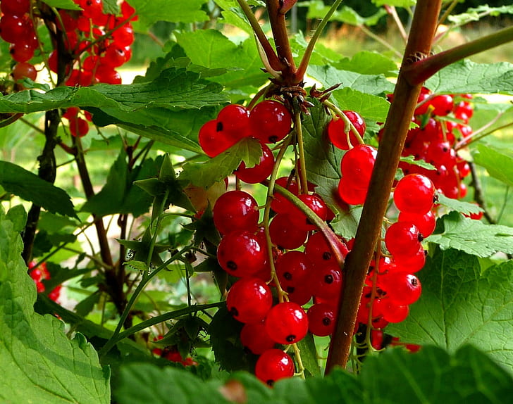photography bunch of red cherries, Fruits, Berrys, ripe, nature