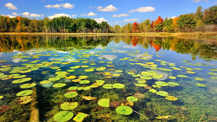 green water lilies, lake, plants, trees, clouds, nature, landscape