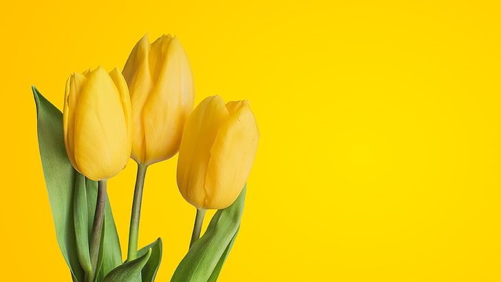 Featured image of post Tulips Wallpaper Minimalist There are already 2940 awesome wallpapers tagged with minimalism for your desktop mac or pc in all resolutions