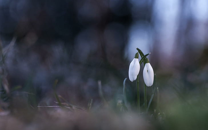 Snowdrops Bokeh, 2 white flowers