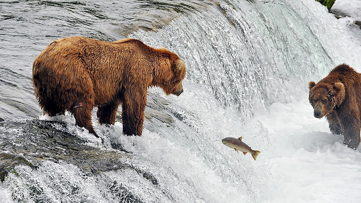 picture of bears catching fish, animal, animal themes, group of animals