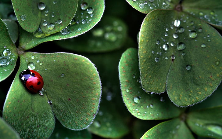 macro, ladybugs, insect, leaves, water drops, nature, HD wallpaper