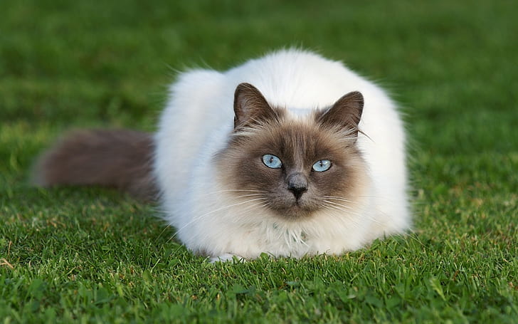 Beautiful Siamese Cat, grass, relax, HD wallpaper