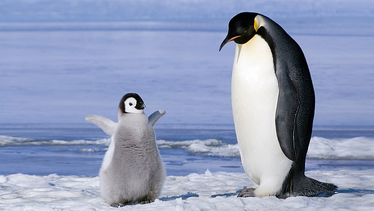 two white-and-black penguins, birds, baby animals, ice, animal themes, HD wallpaper