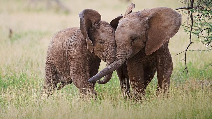 two brown elephants, baby animals, animals in the wild, animal themes, HD wallpaper