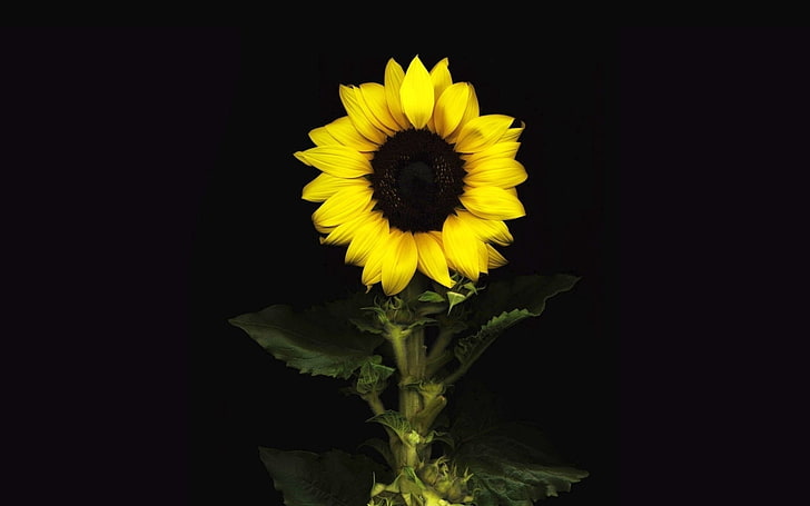 sunflowers, leaves, dark background, minimalism, yellow, flowering plant, HD wallpaper
