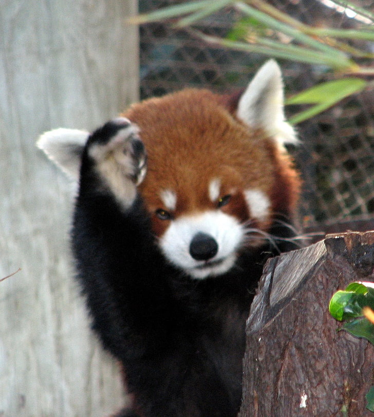 red fox, animals, panda, red panda, animal themes, one animal