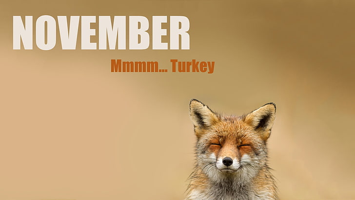 cat quote board, fox, animals, November , text, no people, communication, HD wallpaper