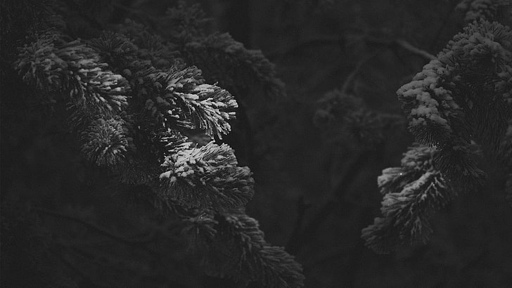 grayscale photography of leaf, snow, monochrome, tree, plant