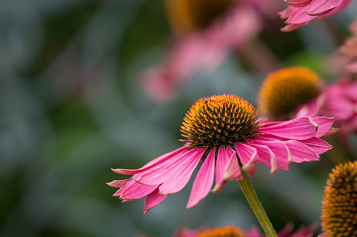 photography of pink flower during day time, echinacea, echinacea, HD wallpaper