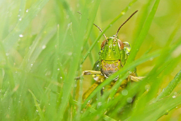insect, grass, grasshopper, macro, green color, animal themes, HD wallpaper