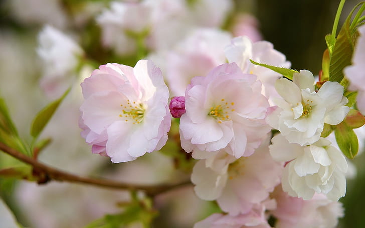 Sakura bloom, flower petals, spring, macro photography, white-and-pink petaled flowers