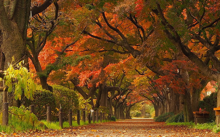 nature, landscape, maple leaves, trees, park, road, street, HD wallpaper
