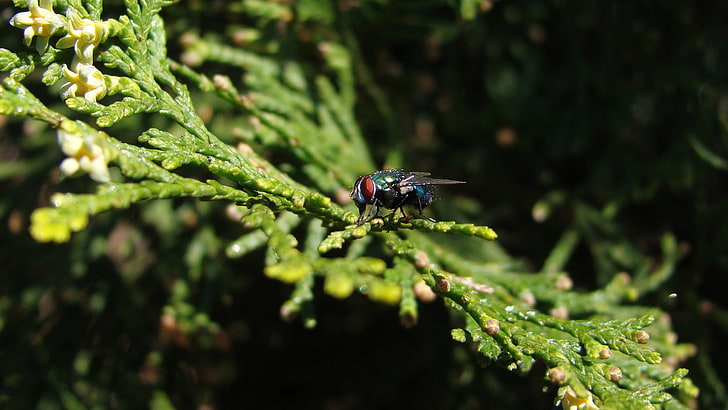 house fly, nature, animals, insect, animals in the wild, invertebrate