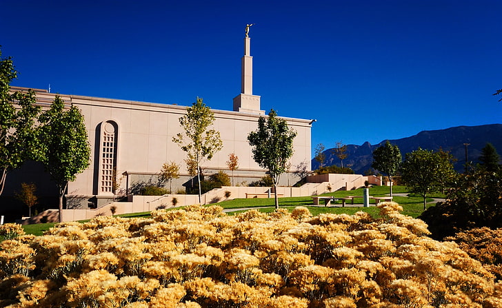 Albuquerque New Mexico Temple, October, yellow petaled flower, HD wallpaper