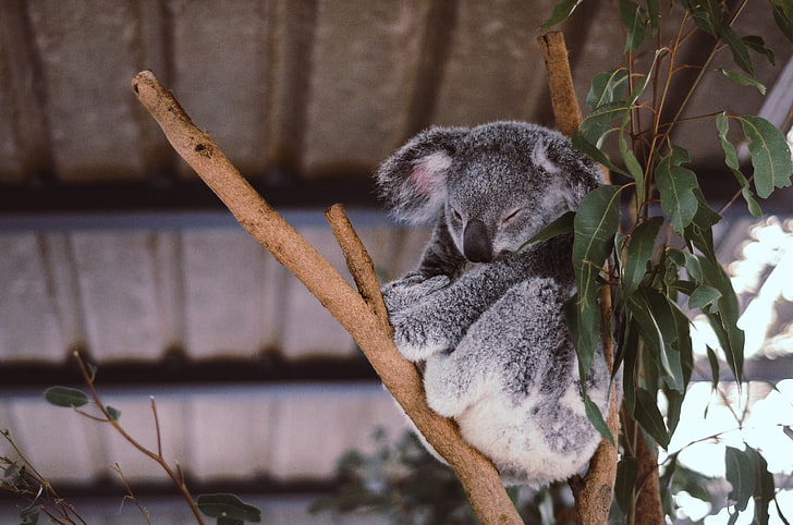 gray koala bear, eucalyptus, tree, sleep, marsupial, animal, mammal, HD wallpaper