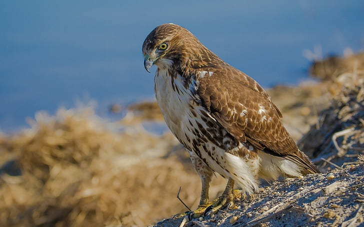 Red-buzzard hawk, brown falcon, Bird, HD wallpaper