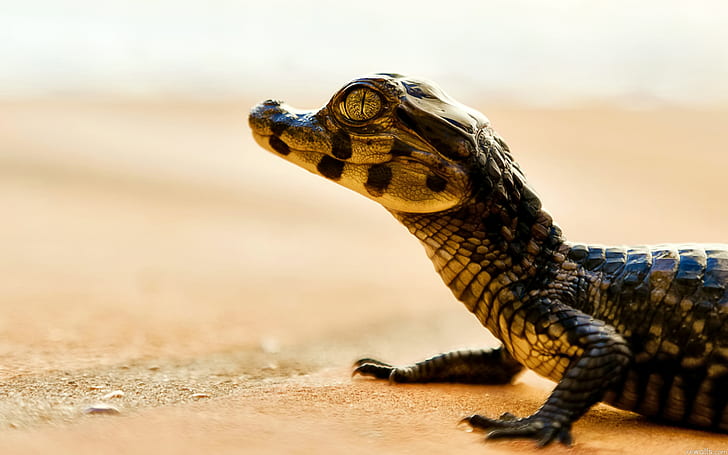 Baby Crocodile, black and brown alligator, animals, HD wallpaper