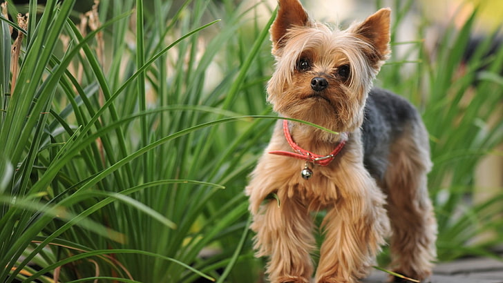 adult brown and tan Yorkshire terrier, dog, pets, domestic, domestic animals, HD wallpaper