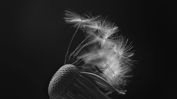 grayscale photography of dandelion, Fall, World, Explore, Explored, HD wallpaper