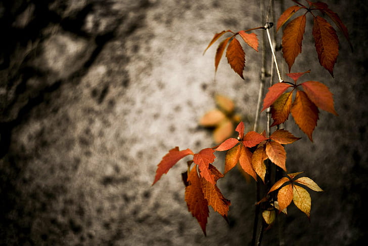 selective focus photography of brown leaves, sur, mur, sur, mur, HD wallpaper