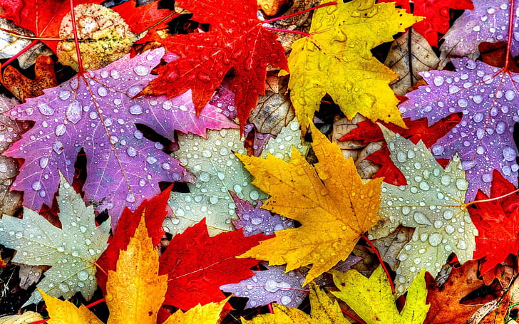 Autumn leaves 1080P, 2K, 4K, 5K HD wallpapers free download | Wallpaper  Flare