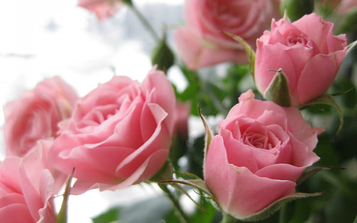 Beauty Nature, delicate, roses, love, pink roses, pastel, soft, HD wallpaper